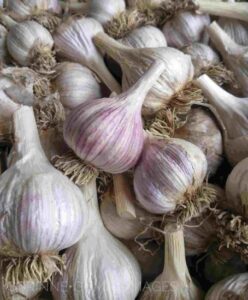 Preserve Your Harvest: Freezing Garlic in Oil Image